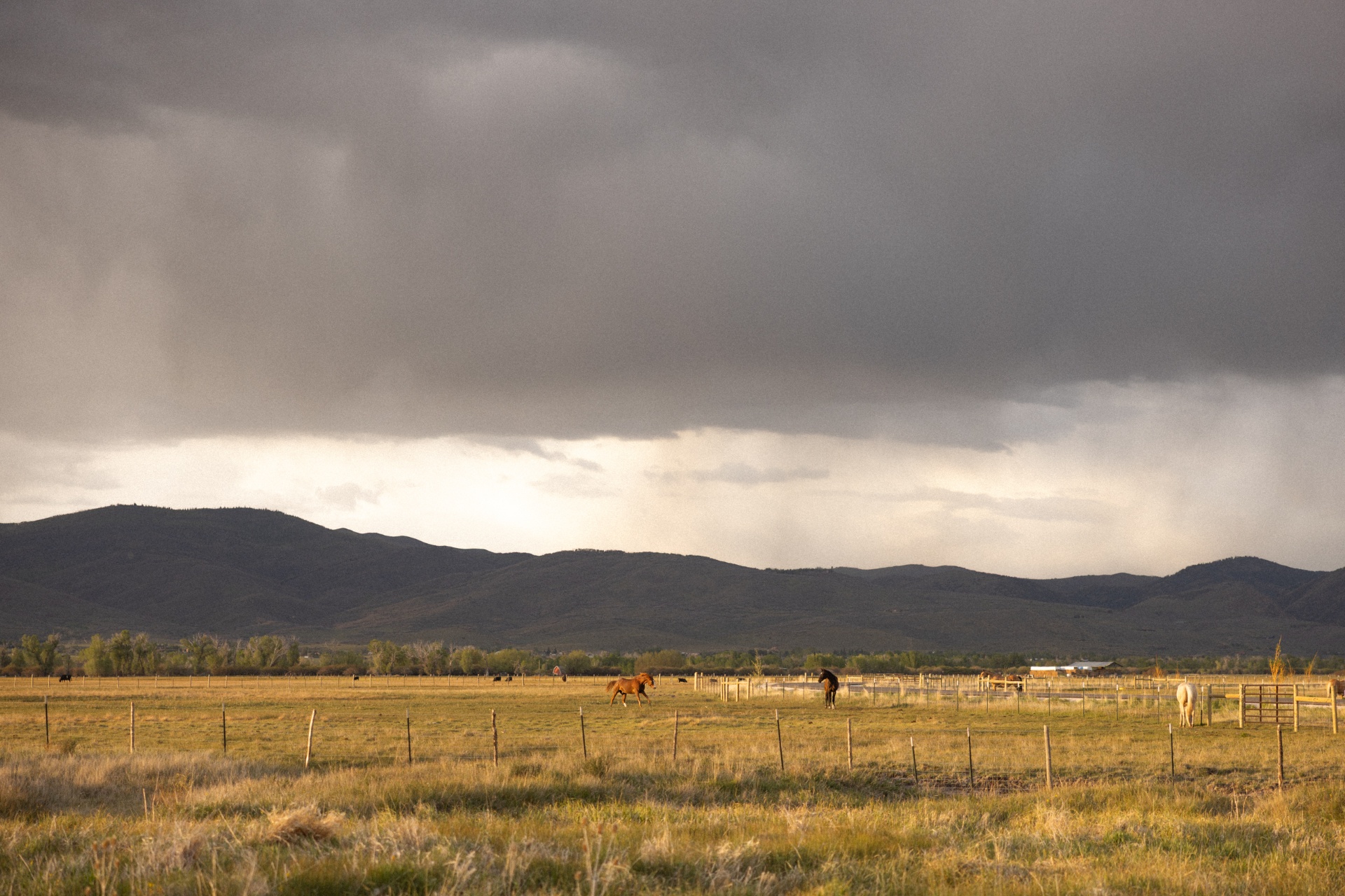 Horses grazing in an open pasture beneath sweeping storm clouds over the foothills
